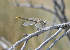 Ophiogomphus morrisoni