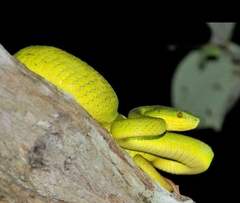 Trimeresurus insularis