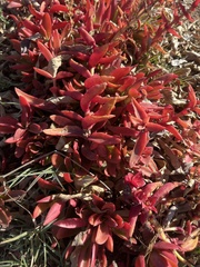 Kalanchoe sexangularis