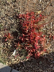 Kalanchoe sexangularis