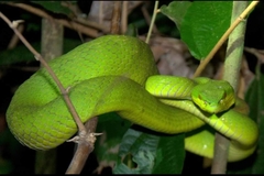 Trimeresurus insularis