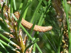 Acantholyda hieroglyphica