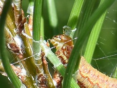 Acantholyda hieroglyphica