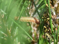 Acantholyda hieroglyphica