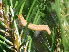 Acantholyda hieroglyphica