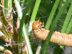 Acantholyda hieroglyphica