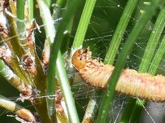 Acantholyda hieroglyphica