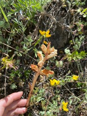 Orobanche alba