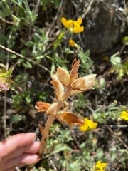 Orobanche alba