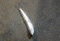Sardina pilchardus