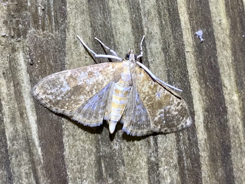 Splendid Palpita Moth photo 6