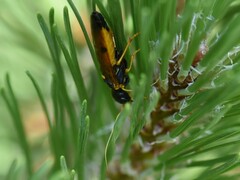 Acantholyda hieroglyphica