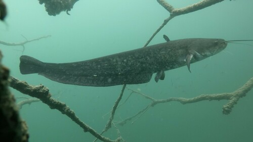 Wels Catfish