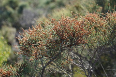 Allocasuarina lehmanniana