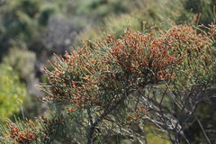 Allocasuarina lehmanniana