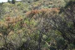 Allocasuarina lehmanniana