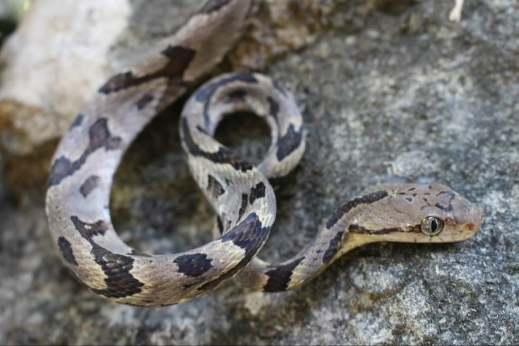 Lesser Sundas Cat Snake