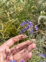Teucrium orientale