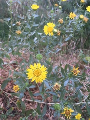 Grindelia stricta