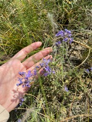 Teucrium orientale
