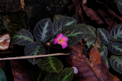 Episcia lilacina