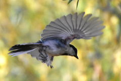 Parus major ferghanensis