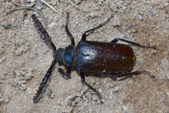 Prionus hirticollis
