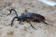 Prionus hirticollis