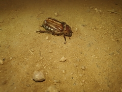 Anoxia matutinalis