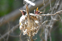 Terpsiphone paradisi leucogaster