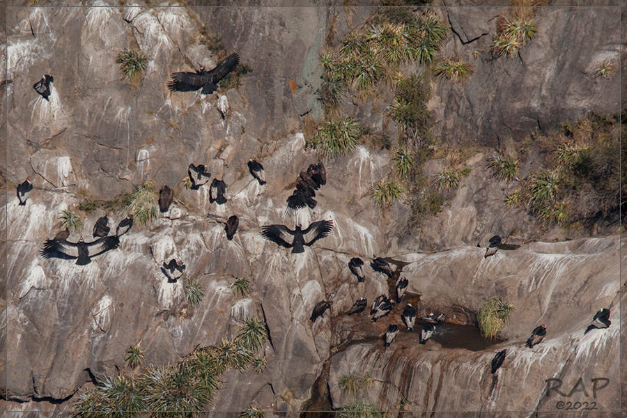 Andean Condor illustration