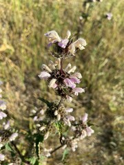 Phlomoides tuberosa