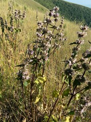 Phlomoides tuberosa