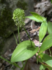 Malaxis unifolia
