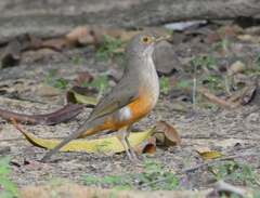 Turdus rufiventris