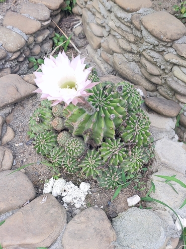 კაქტუსისებრნი (Cactaceae)