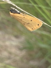 Setina