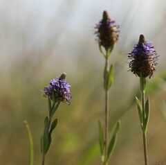 Veronica orchidea
