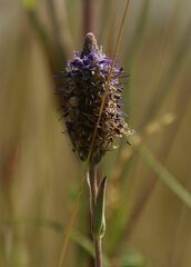 Veronica orchidea