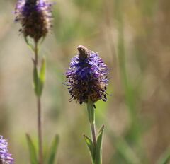 Veronica orchidea