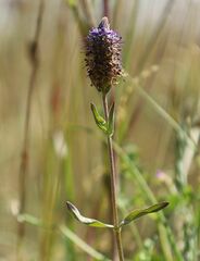 Veronica orchidea