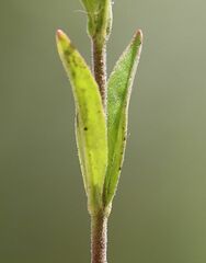 Veronica orchidea