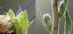 Veronica orchidea