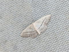 Idaea mediaria