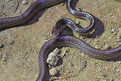 Lycodon subannulatus