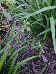 Euphorbia hypericifolia