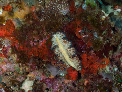 Pseudobiceros fulgor