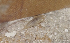 Ctenolepisma