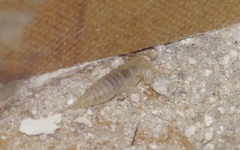 Ctenolepisma