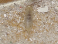 Ctenolepisma